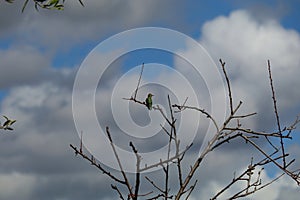 Spring Bloom Series - Anna Hummingbird perched in Peach Tree