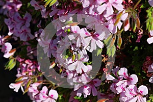 Spring Bloom Series - Bees drink from Pink Flowers on Lemon Scented Geranium Plant