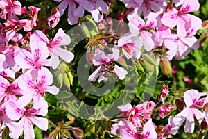 Spring Bloom Series - Bees drink from Pink Flowers on Lemon Scented Geranium Plant