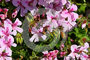 Spring Bloom Series - Bees drink from Pink Flowers on Lemon Scented Geranium Plant