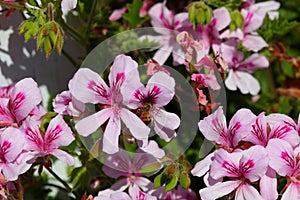 Spring Bloom Series - Bees drink from Pink Flowers on Lemon Scented Geranium Plant