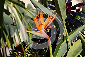 Spring Bloom Series - Bird of Paradise Flowers Blooming - Strelitzia Reginae