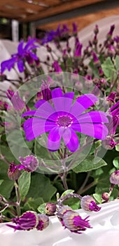 Spring Bloom Series - Bright Colored African Daisy Osteospermum