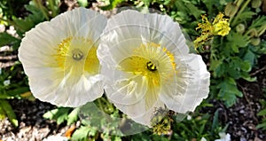 Spring Bloom Series - Bright Colored Icelandic Poppies