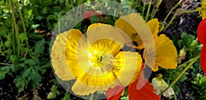 Spring Bloom Series - Bright Colored Icelandic Poppies