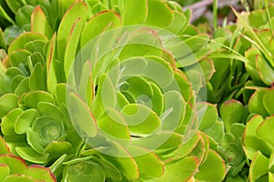 Spring Bloom Series - Bright Green Aeonium