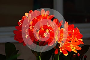 Spring Bloom Series - Bright Orange Flowering Clivia - Amaryllidaceae - Natal lily - Bush Lily