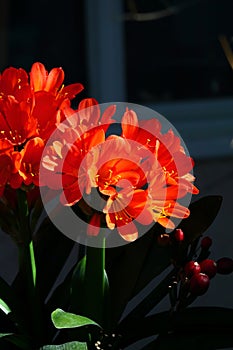 Spring Bloom Series - Bright Orange Flowering Clivia - Amaryllidaceae - Natal lily - Bush Lily