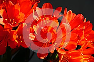 Spring Bloom Series - Bright Orange Flowering Clivia - Amaryllidaceae - Natal lily - Bush Lily