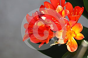 Spring Bloom Series - Bright Orange Flowering Clivia - Amaryllidaceae - Natal lily - Bush Lily