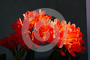 Spring Bloom Series - Bright Orange Flowering Clivia - Amaryllidaceae - Natal lily - Bush Lily