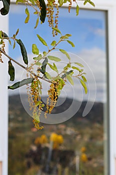 Spring Bloom Series - California Live Oak Blossoms - Quercus agrifolia photo