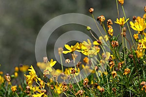 Spring Bloom Series - Bright Yellow Daisies - Daisy Shrub - Euryops Pectinatus photo