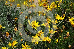 Spring Bloom Series - Bright Yellow Daisies - Daisy Shrub - Euryops Pectinatus photo