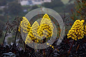 Spring Bloom Series - Bright Yellow Flowers on Black Aeonium Zwartkop