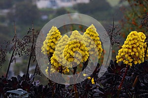 Spring Bloom Series - Bright Yellow Flowers on Black Aeonium Zwartkop