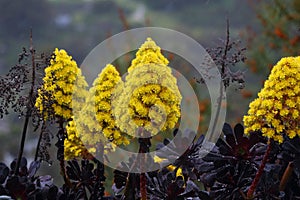 Spring Bloom Series - Bright Yellow Flowers on Black Aeonium Zwartkop