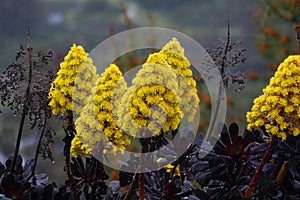 Spring Bloom Series - Bright Yellow Flowers on Black Aeonium Zwartkop