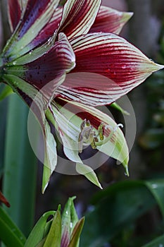 Spring Bloom Series - Butterfly Amaryllis - Hippeastrum Papilio - Maroon with greenish white striped flowers