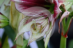 Spring Bloom Series - Butterfly Amaryllis - Hippeastrum Papilio - Maroon with greenish white striped flowers