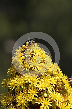 Spring Bloom Series - California Honey Bee on Bright Yellow Aeonium Flowers