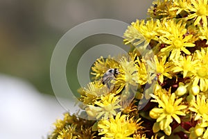 Spring Bloom Series - California Honey Bee on Bright Yellow Aeonium Flowers