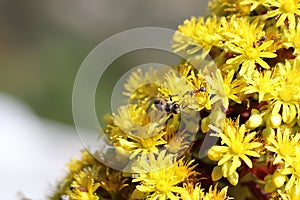 Spring Bloom Series - California Honey Bee on Bright Yellow Aeonium Flowers