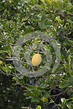 Spring Bloom Series - Citrus Tree - Bearrs Lime Blossoms