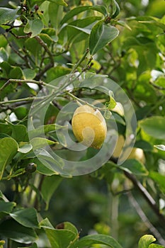 Spring Bloom Series - Citrus Tree - Bearrs Lime Blossoms