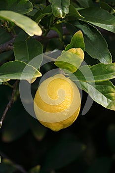 Spring Bloom Series - Citrus Tree - Bearrs Lime Blossoms