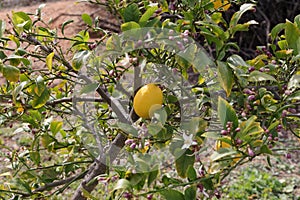 Spring Bloom Series - Citrus Tree - Meyers Lemon Blossoms