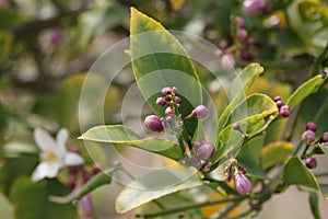 Spring Bloom Series - Citrus Tree - Meyers Lemon Blossoms