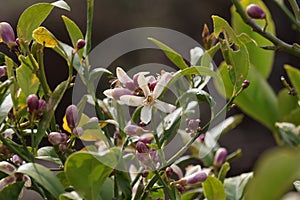 Spring Bloom Series - Citrus Tree - Meyers Lemon Blossoms