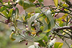 Spring Bloom Series - Citrus Tree - Meyers Lemon Blossoms