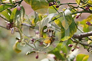Spring Bloom Series - Citrus Tree - Meyers Lemon Blossoms