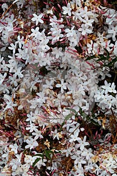 Spring Bloom Series - Climbing Pink Jasmine Blooms - White and Pink Flowers