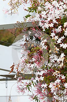 Spring Bloom Series - Climbing Pink Jasmine Blooms - White and Pink Flowers