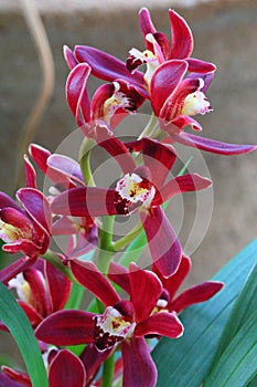 Spring Bloom Series - Cymbidium - Maroon with white and yellow flowers
