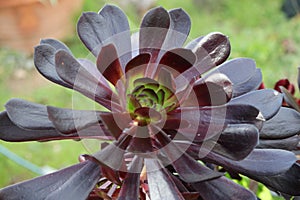 Spring Bloom Series - Honey Bees on Yellow Flowers - Stunning Black Leaves on Aeonium Zwartkop Succulent