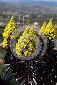 Spring Bloom Series - Honey Bees on Yellow Flowers - Stunning Black Leaves on Aeonium Zwartkop Succulent