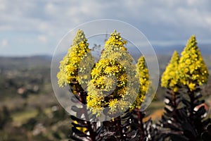 Spring Bloom Series - Honey Bees on Yellow Flowers - Stunning Black Leaves on Aeonium Zwartkop Succulent