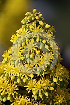 Spring Bloom Series - Honey Bees on Yellow Flowers - Stunning Black Leaves on Aeonium Zwartkop Succulent