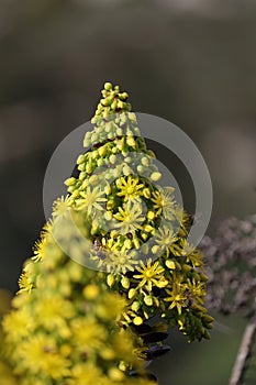 Spring Bloom Series - Honey Bees on Yellow Flowers - Stunning Black Leaves on Aeonium Zwartkop Succulent