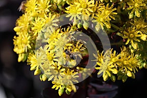 Spring Bloom Series - Honey Bees on Yellow Flowers - Stunning Black Leaves on Aeonium Zwartkop Succulent