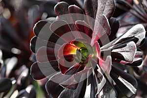 Spring Bloom Series - Honey Bees on Yellow Flowers - Stunning Black Leaves on Aeonium Zwartkop Succulent