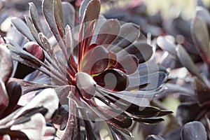 Spring Bloom Series - Honey Bees on Yellow Flowers - Stunning Black Leaves on Aeonium Zwartkop Succulent