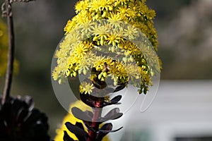 Spring Bloom Series - Honey Bees on Yellow Flowers - Stunning Black Leaves on Aeonium Zwartkop Succulent