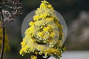 Spring Bloom Series - Honey Bees on Yellow Flowers - Stunning Black Leaves on Aeonium Zwartkop Succulent