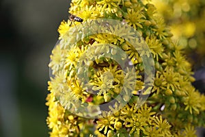 Spring Bloom Series - Honey Bees on Yellow Flowers - Stunning Black Leaves on Aeonium Zwartkop Succulent