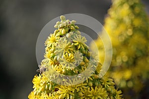 Spring Bloom Series - Honey Bees on Yellow Flowers - Stunning Black Leaves on Aeonium Zwartkop Succulent